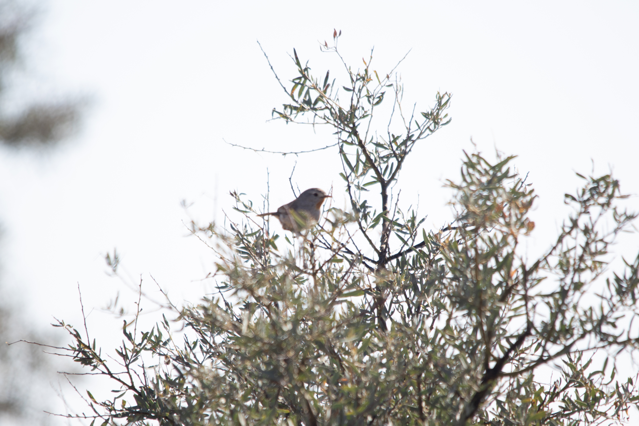 Redthroat (Pyrrholaemus brunneus), photo 6