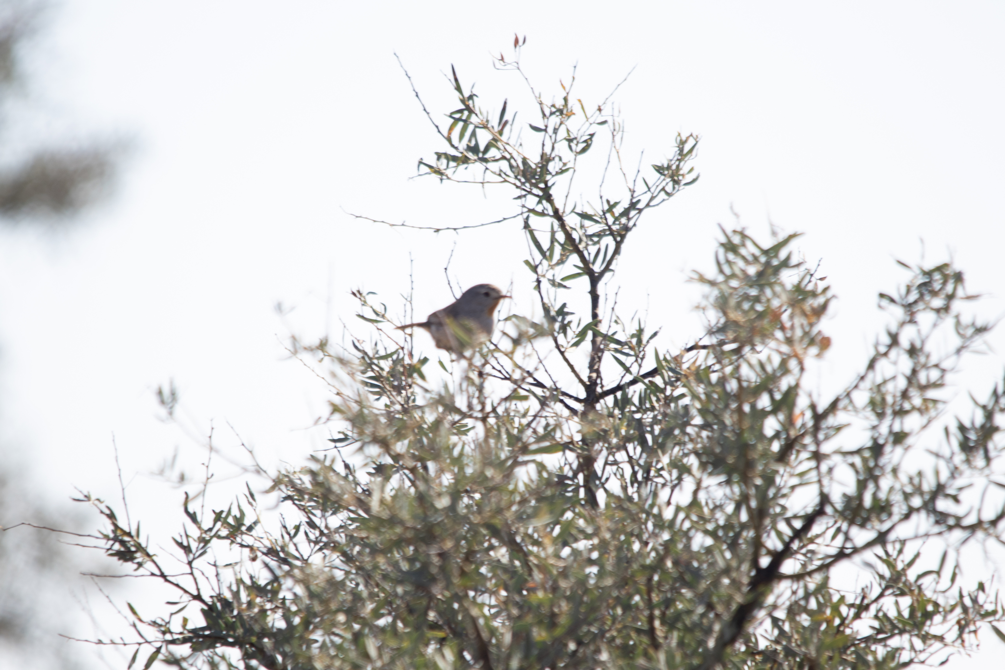 Redthroat (Pyrrholaemus brunneus), photo 7