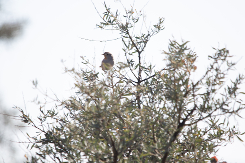 Redthroat (Pyrrholaemus brunneus), photo 2