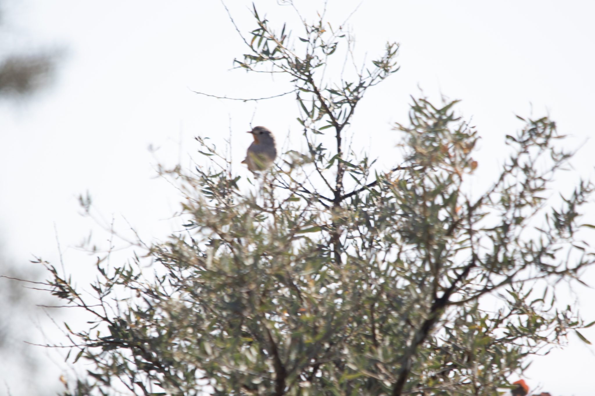 Redthroat (Pyrrholaemus brunneus), photo 2