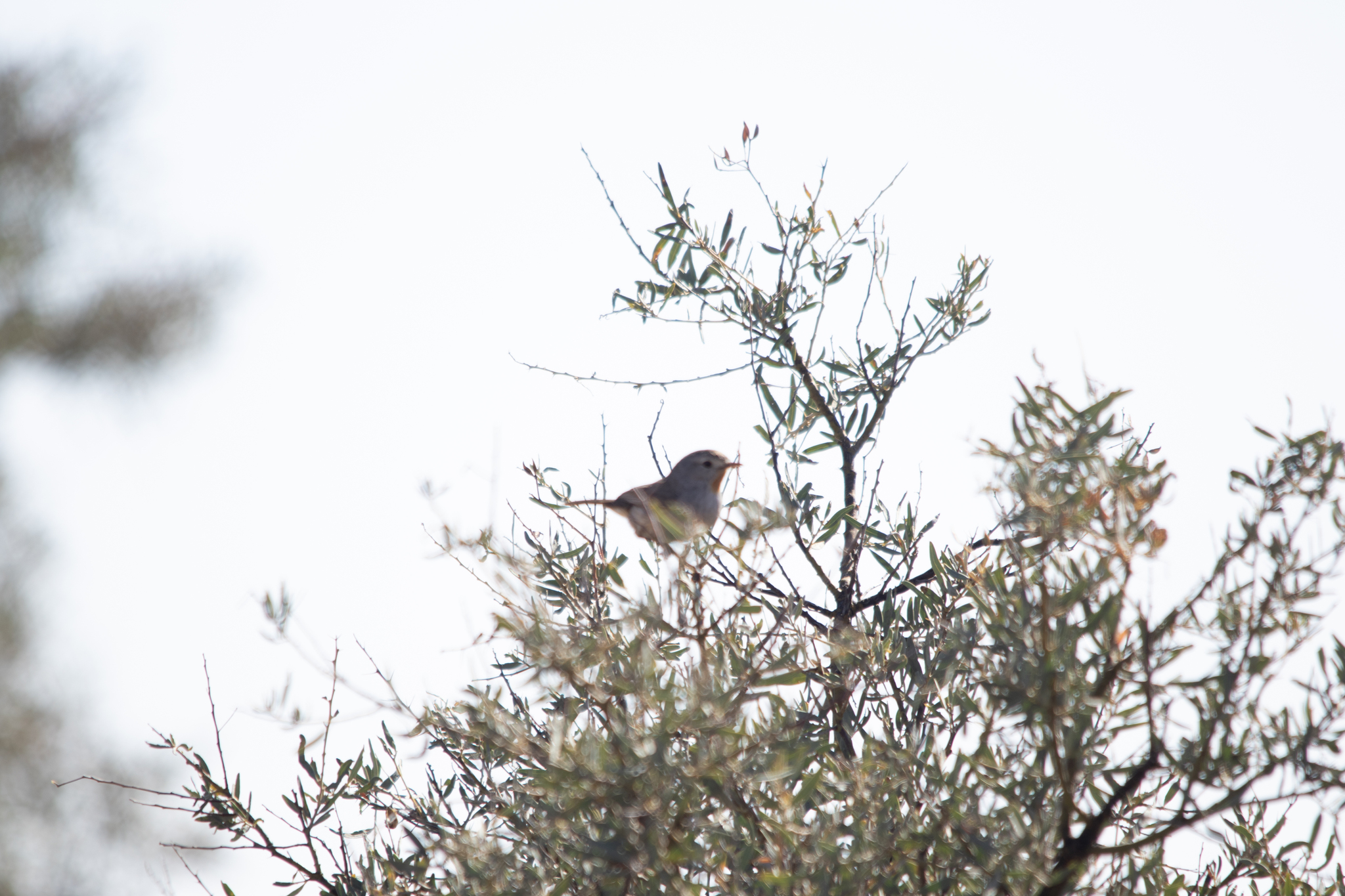 Redthroat (Pyrrholaemus brunneus), photo 8