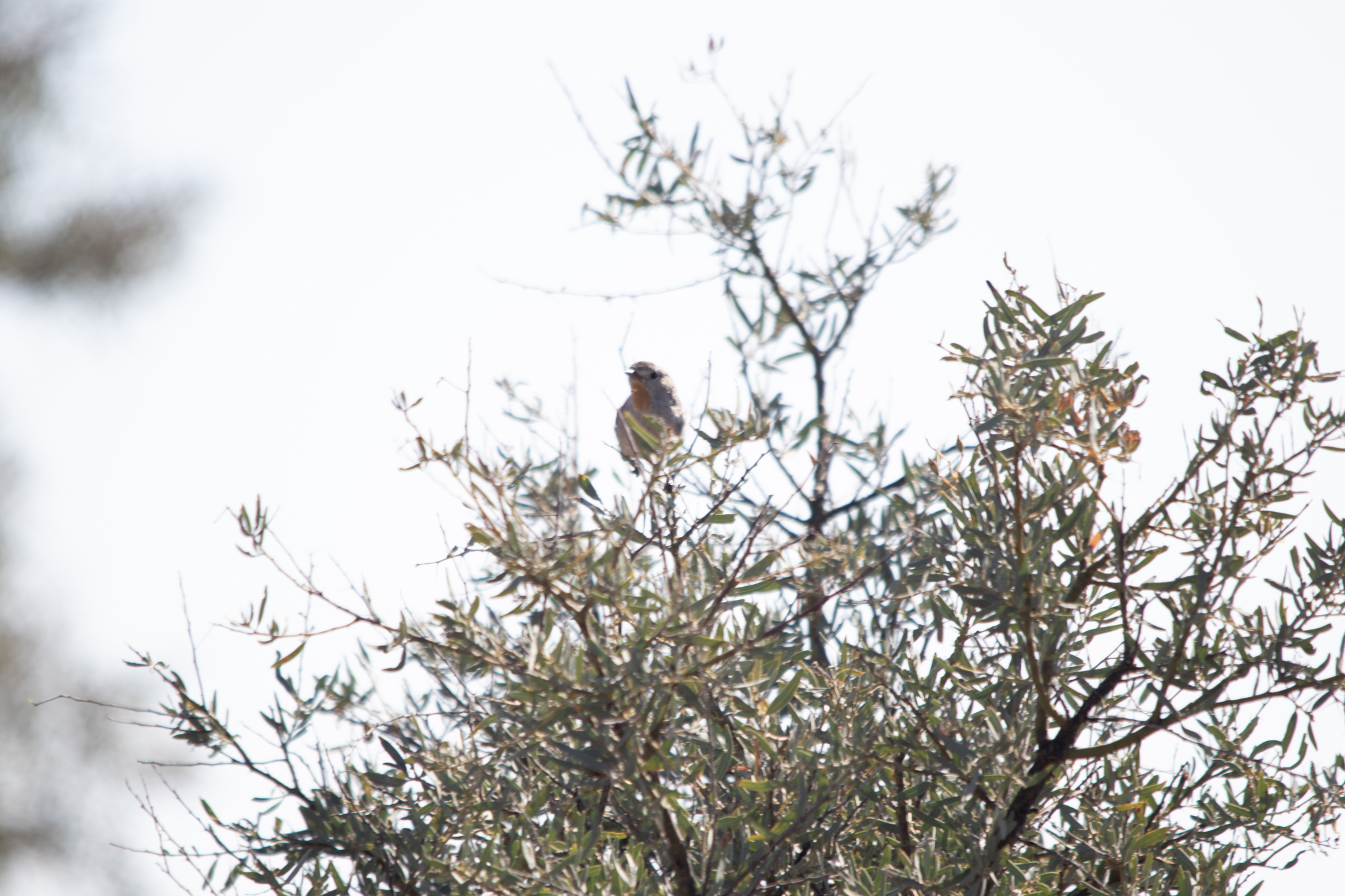Redthroat (Pyrrholaemus brunneus), photo 9