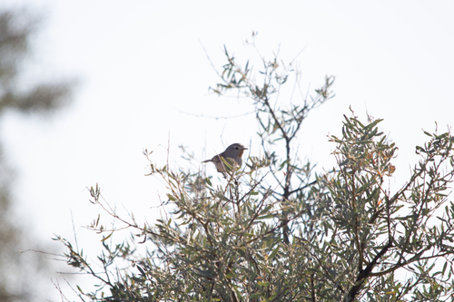 Redthroat (Pyrrholaemus brunneus), photo 9