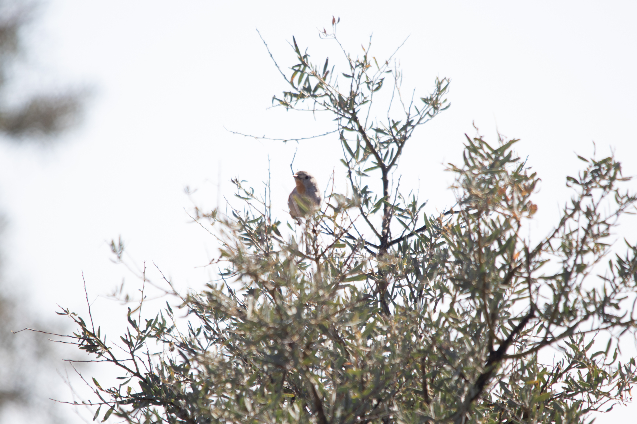 Redthroat (Pyrrholaemus brunneus), photo 10