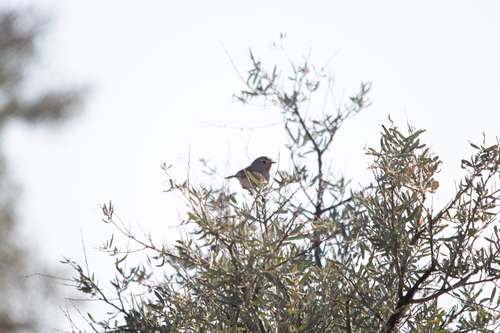 Redthroat (Pyrrholaemus brunneus), photo 10