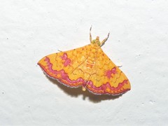 Isocentris filalis