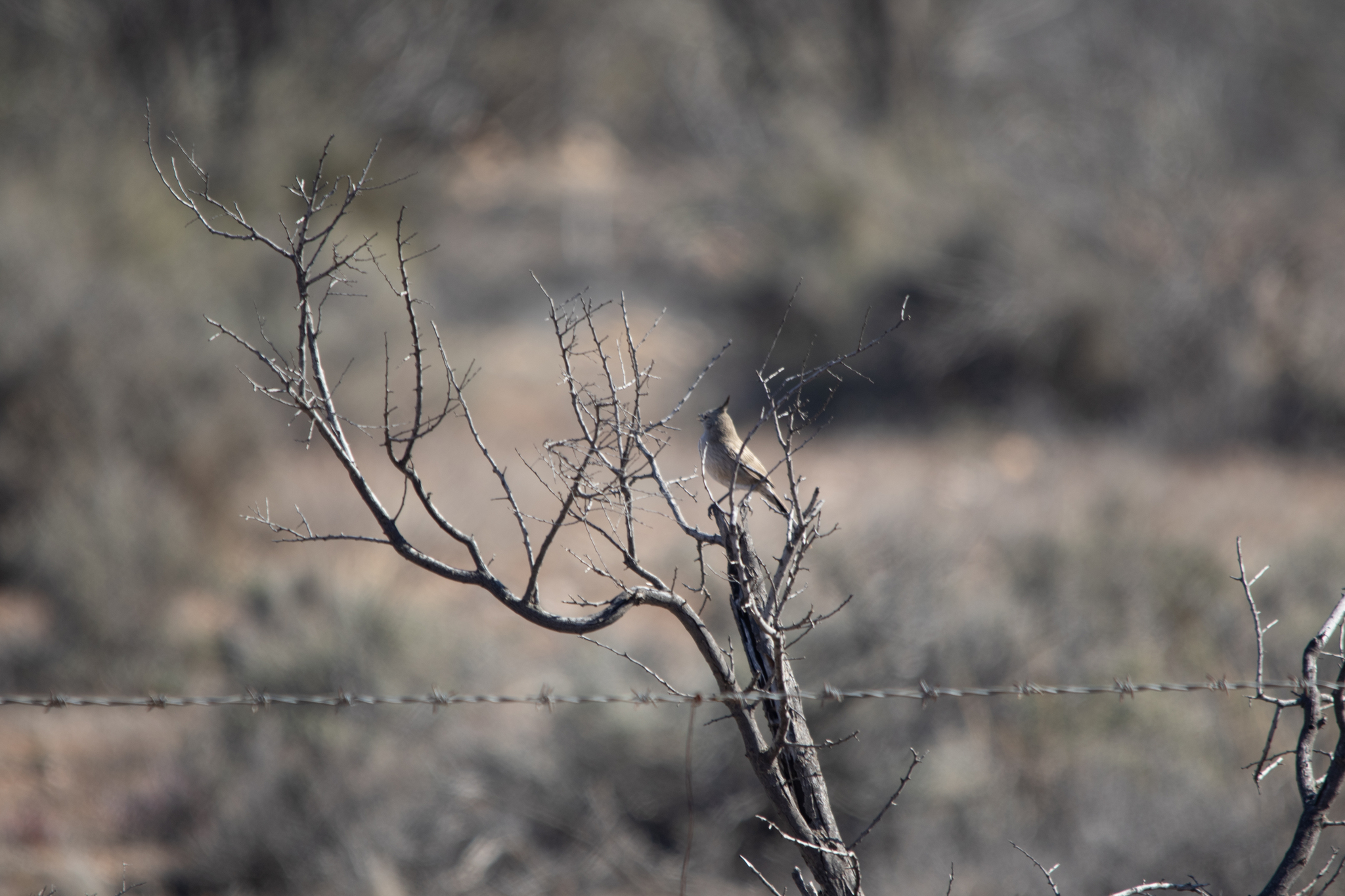 Chirruping Wedgebill (Psophodes cristatus), photo 2