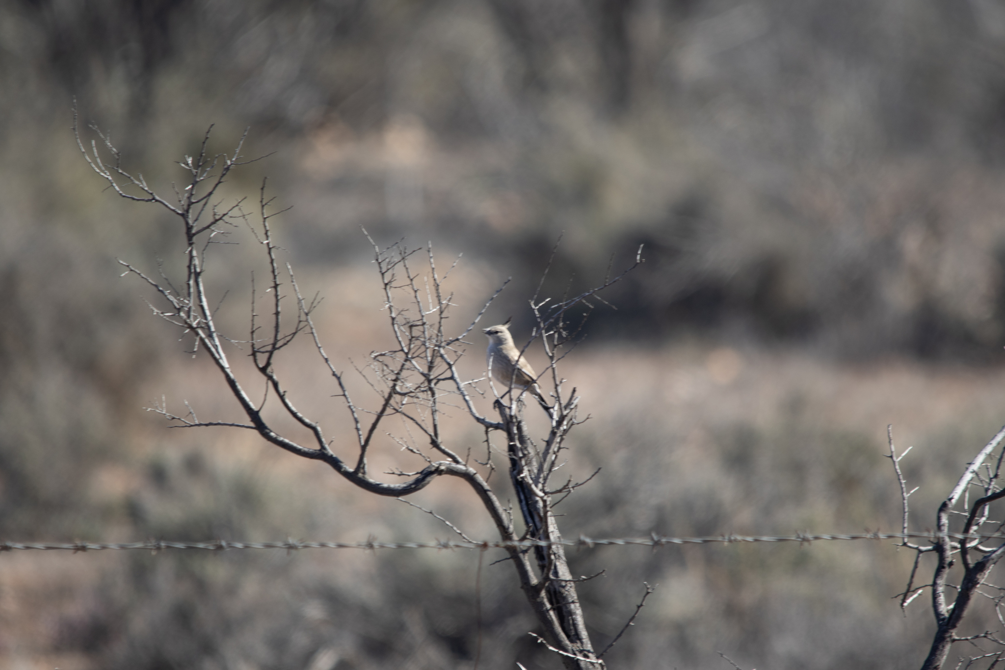 Chirruping Wedgebill (Psophodes cristatus), photo 7