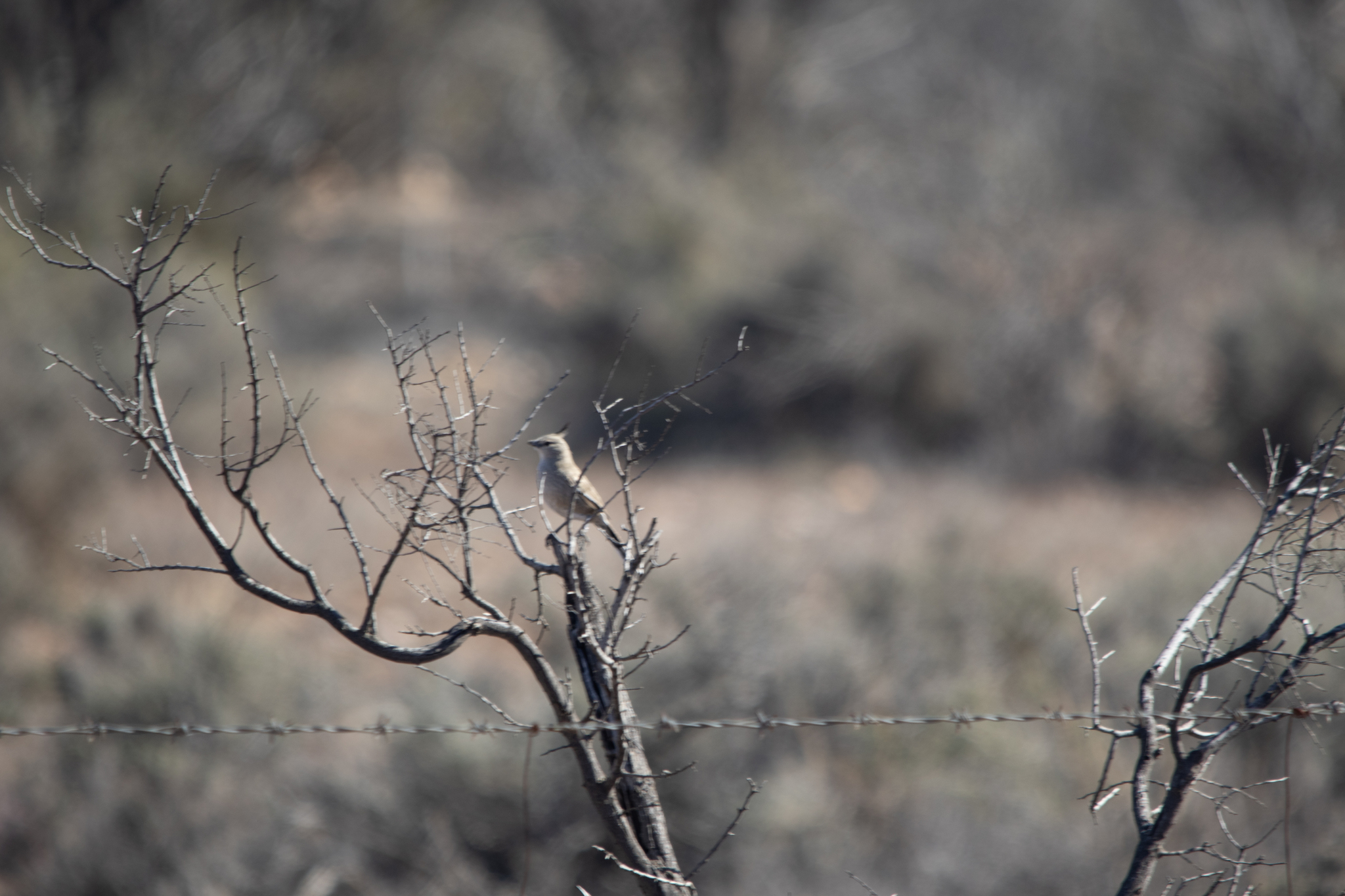 Chirruping Wedgebill (Psophodes cristatus), photo 8