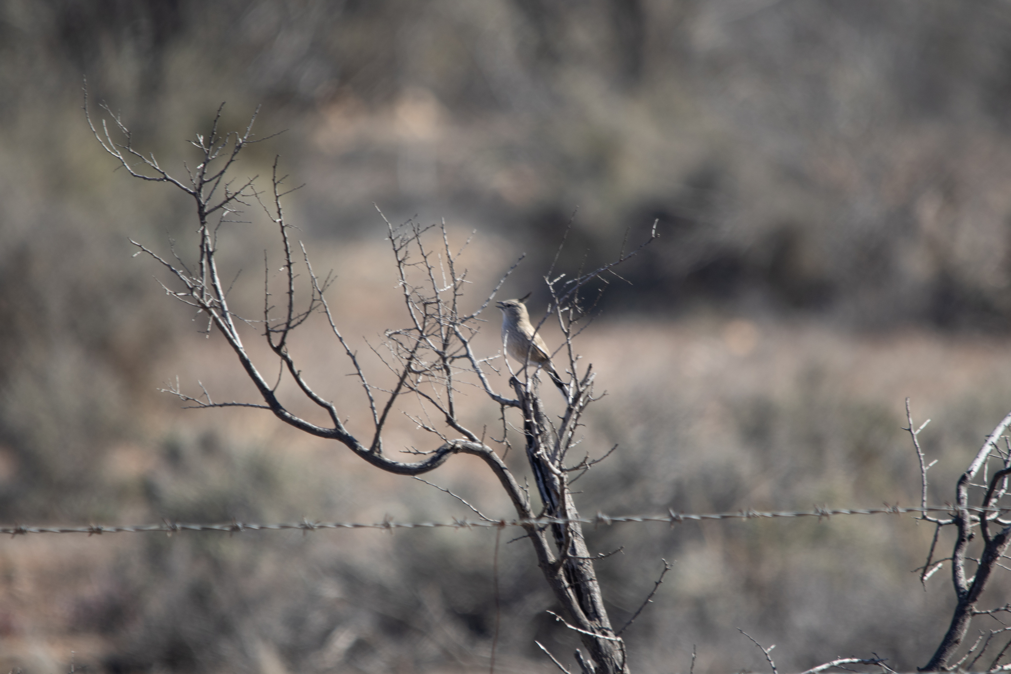 Chirruping Wedgebill (Psophodes cristatus), photo 9