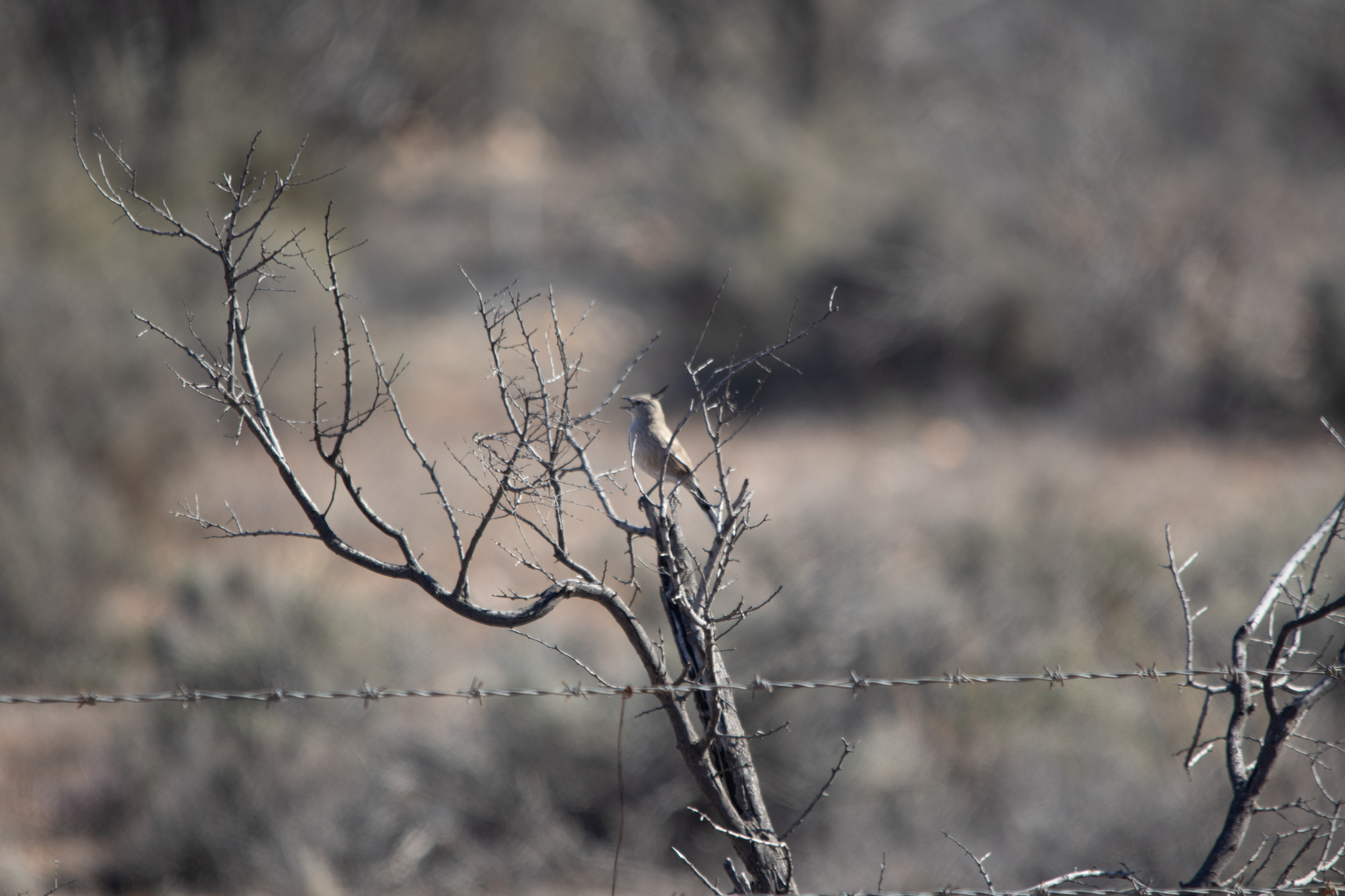 Chirruping Wedgebill (Psophodes cristatus), photo 10