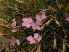 Dianthus microlepis