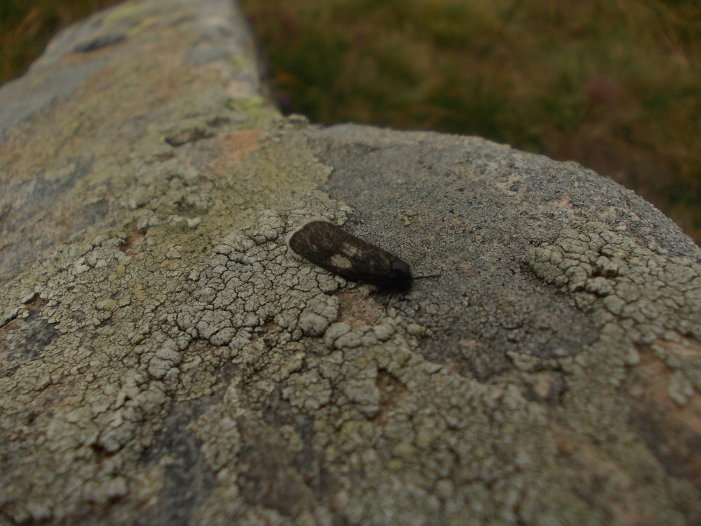 Typhonia melana