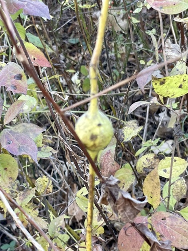 Unknown species found near Lawn Ave, Westchester, IL, US