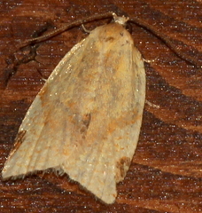 Paramesia gnomana