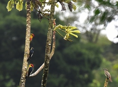 Melanerpes flavifrons