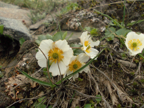 Image of Ranunculus crenatus by (c) Dmitriy Bochkov, some rights reserved (CC BY)