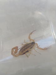 Centruroides suffusus