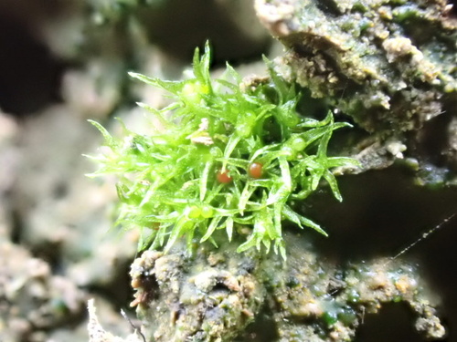 Micromitrium synoicum observed 2025-10-31