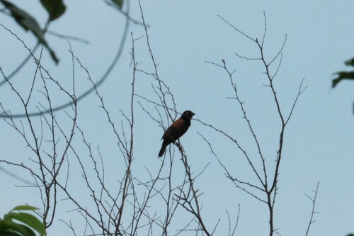 Chestnut-and-black Weaver