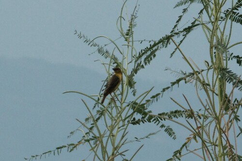 Village Weaver
