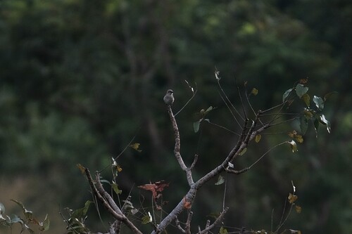 Northern Grey-headed Sparrow