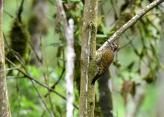 Dryobates spilogaster