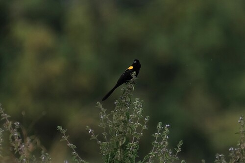 Yellow-mantled Widowbird