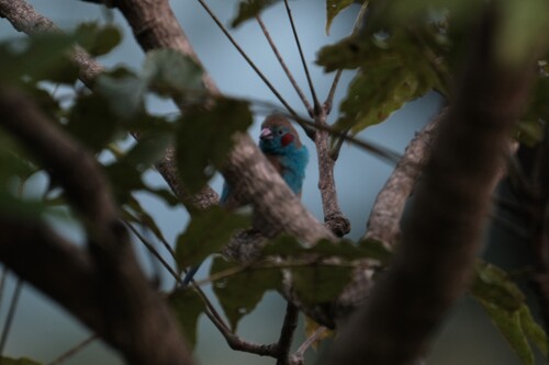 Red-cheeked Cordonbleu