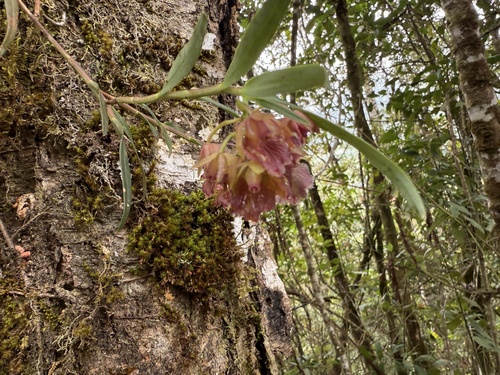 Epidendrum cottoniiflorum (Rchb.f.) Hágsater 3