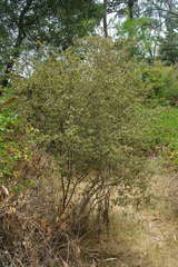 Spyridium parvifolium