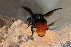 Gronoceras cinctum