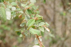 Spyridium parvifolium