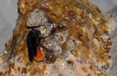 Gronoceras cinctum