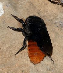 Gronoceras cinctum