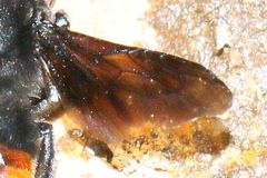 Gronoceras cinctum