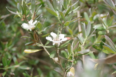 Leptospermum grandifolium