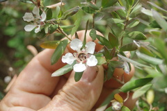 Leptospermum grandifolium