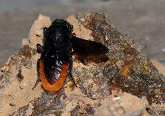 Gronoceras cinctum