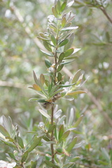 Leptospermum grandifolium
