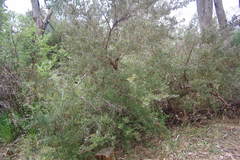 Leptospermum grandifolium
