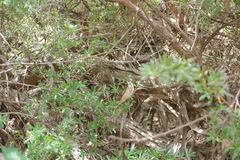 Leptospermum grandifolium