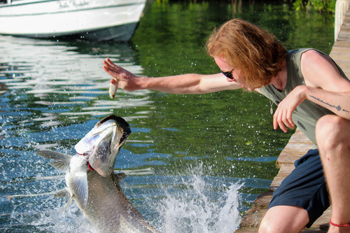 Tarpon