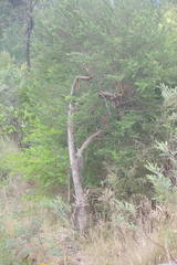 Leptospermum grandifolium