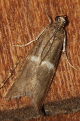 Elegia similella
