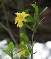 Tabebuia nodosa, photograph author not stated, no rights reserved