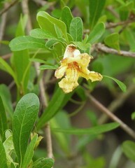 Tabebuia nodosa, photograph author not stated, no rights reserved