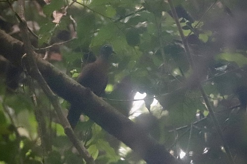 iNaturalist image