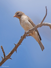 Yellow-Spotted Petronia photo 3