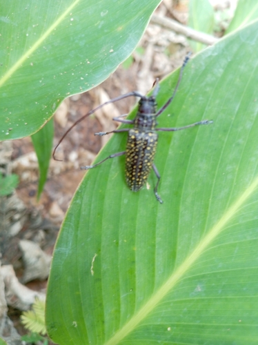 Taeniotes pulverulentus